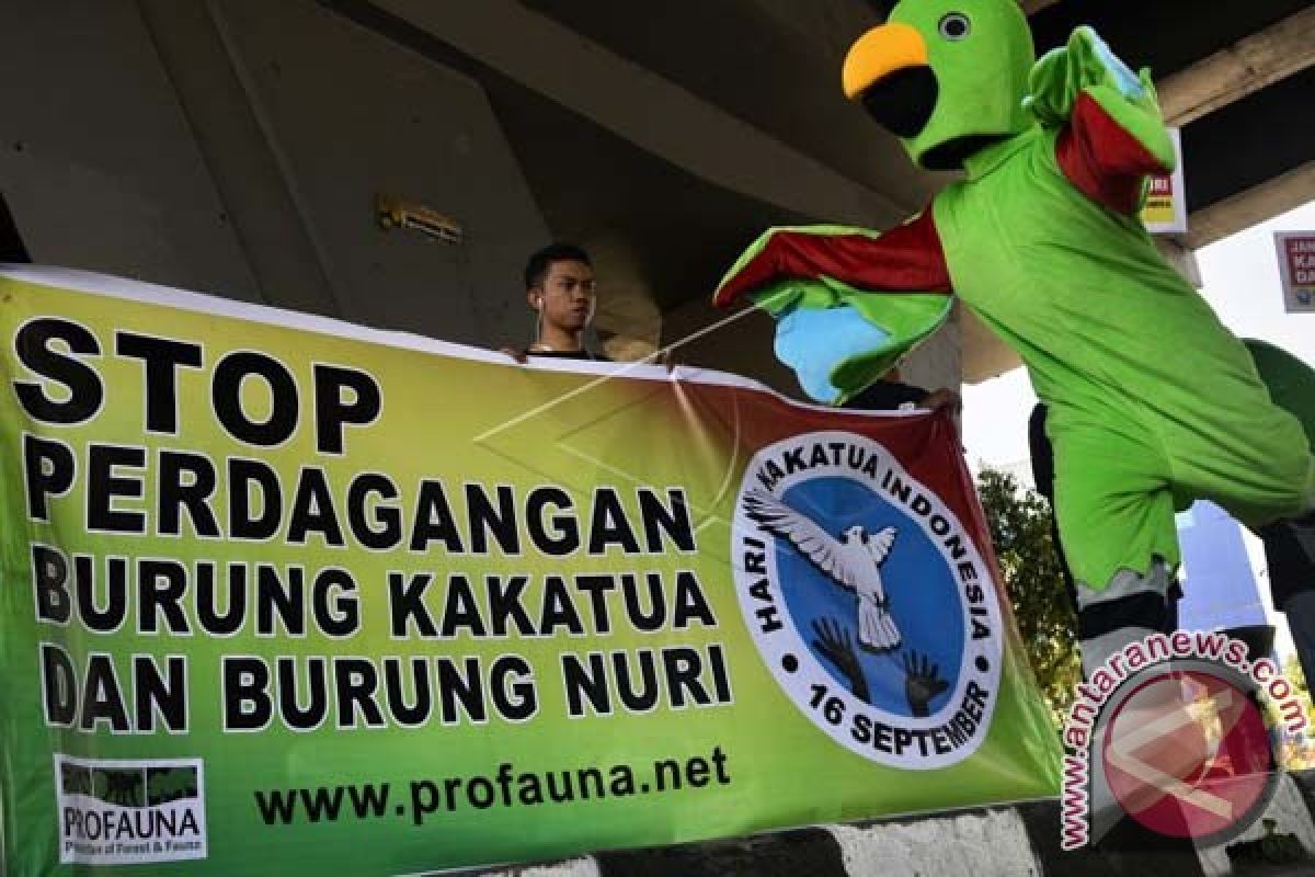 Polda Maluku gagalkan penyelundupan 33 ekor nuri, tegakkan hukum