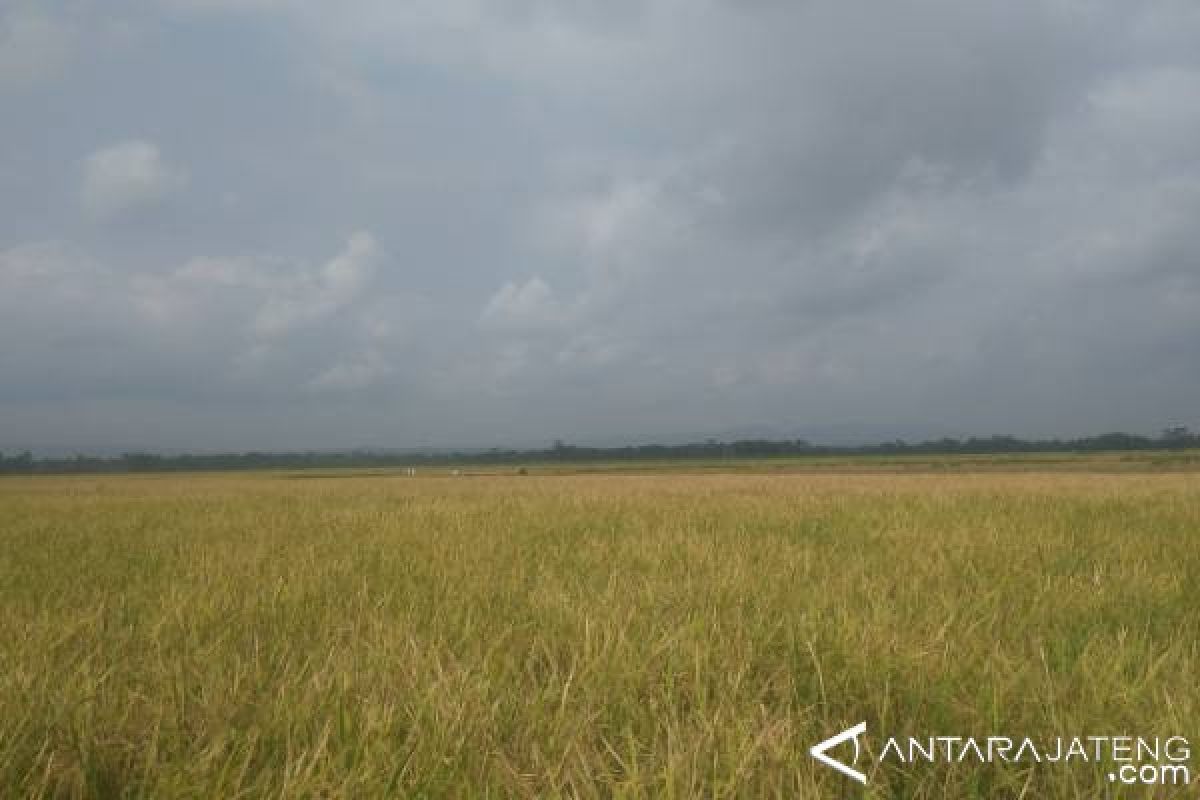 Jaga Ketersediaan Pangan, Boyolali Kembangkan Padi Gogo Jaga Ketersediaan Pangan