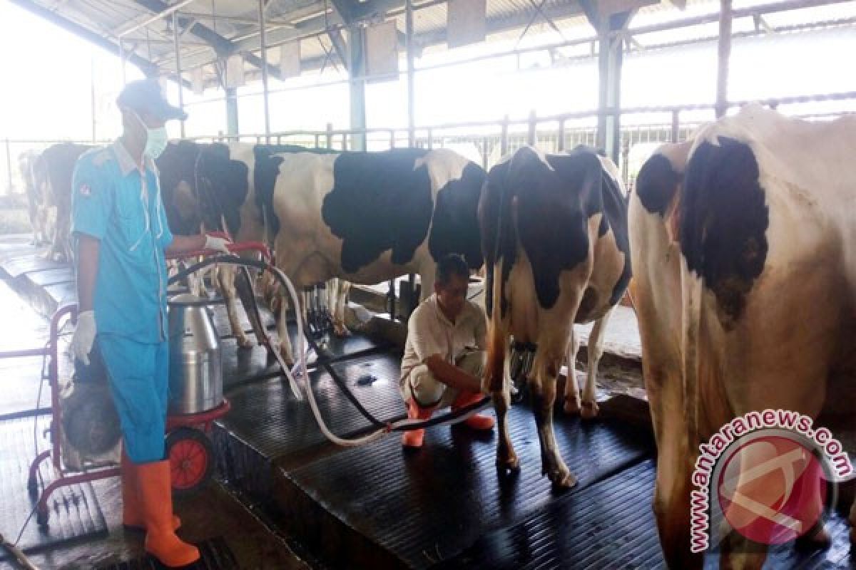 Pemerintah dorong kemitraan tingkatkan produksi susu nasional