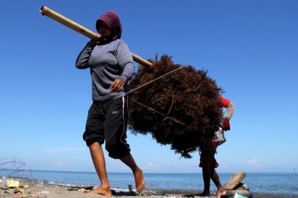 Peneliti dari Belanda akui kualitas bibit rumput laut Takalar Sulsel