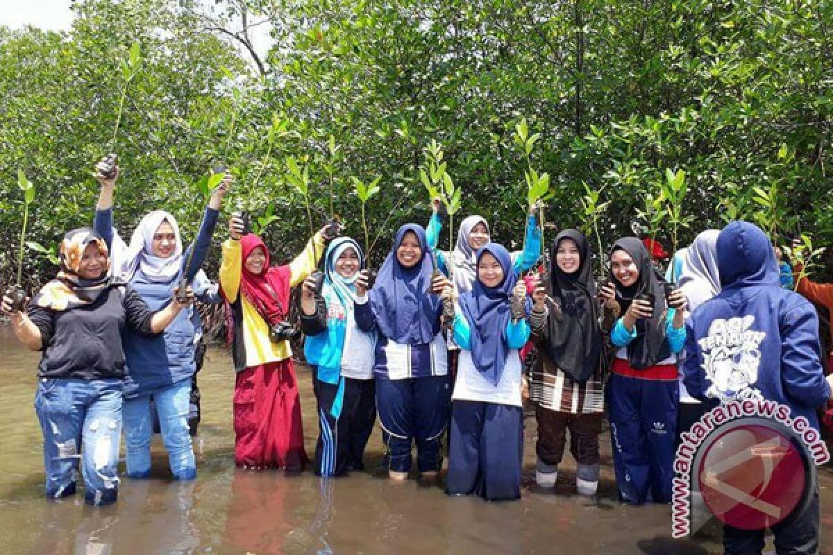 Pulau Baai Bengkulu Ditanami 300 Bibit Mangrove