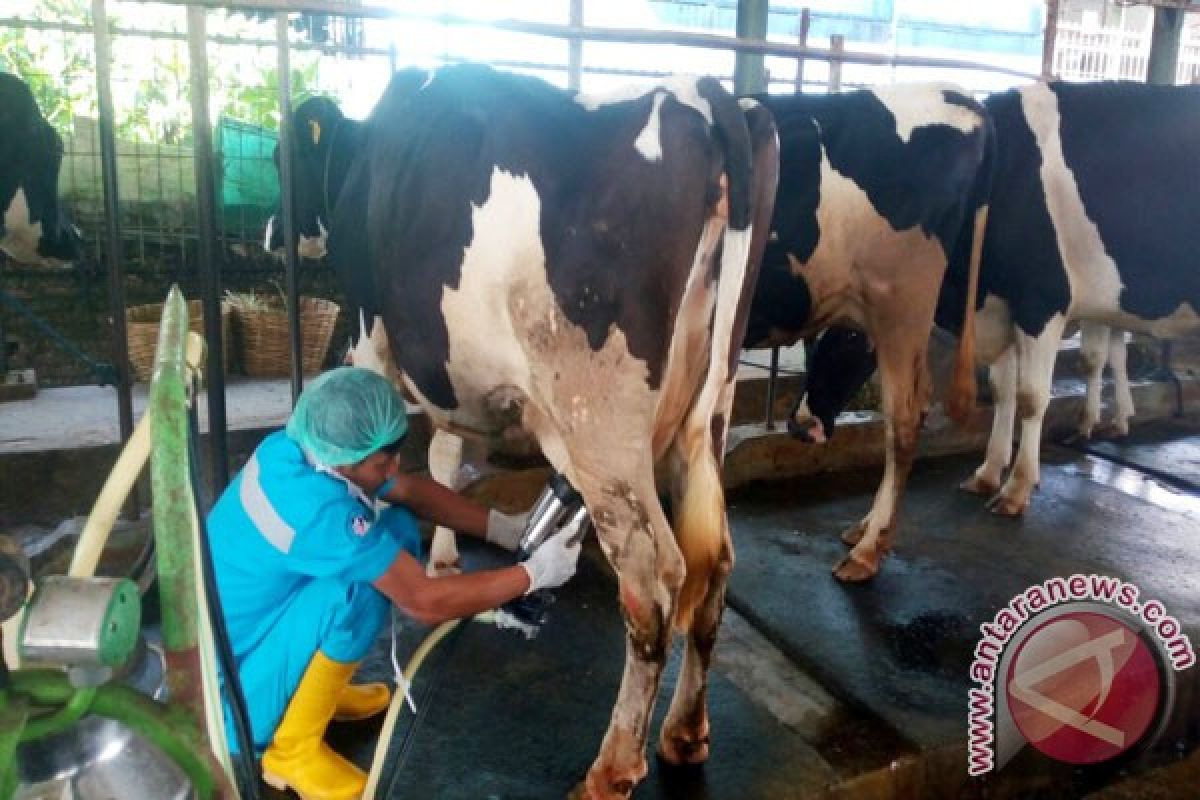 Menanti Bangkitnya Usaha Ternak Susu Nasional (1)