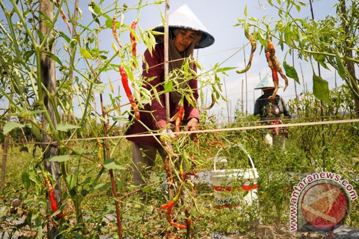 Eks transmigran Kabupaten Siak tetap tanam hortikultura