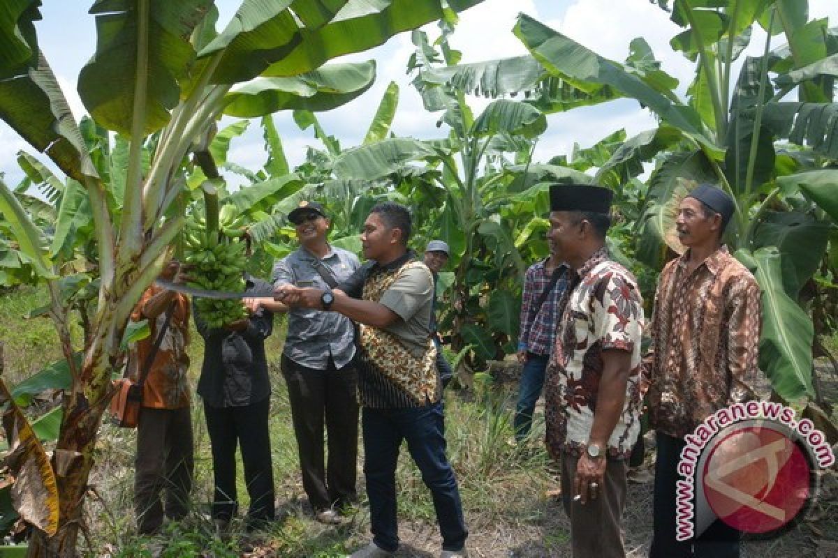 Petani Bukit Belah Sulit Pasarkan Pisang