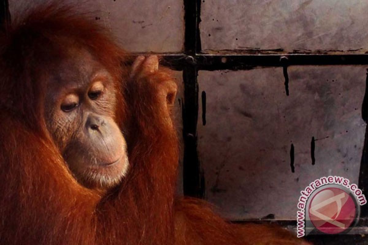 Peneliti: Populasi orangutan Kaltim tersisa enam ribu