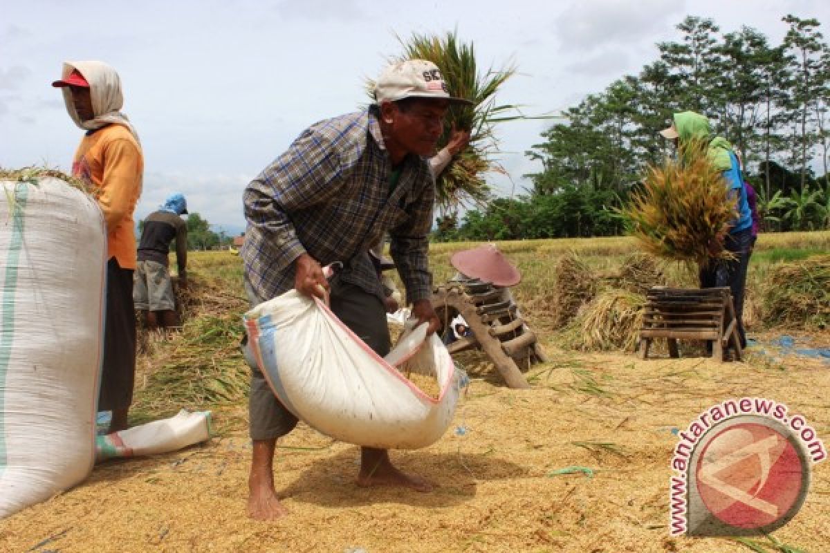 Penyerapan beras lokal didominasi Manggarai