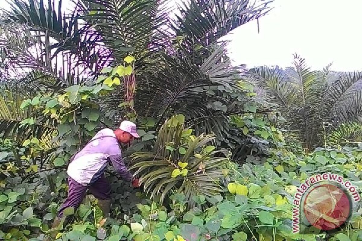 Petani ganti tanaman karet dengan sawit