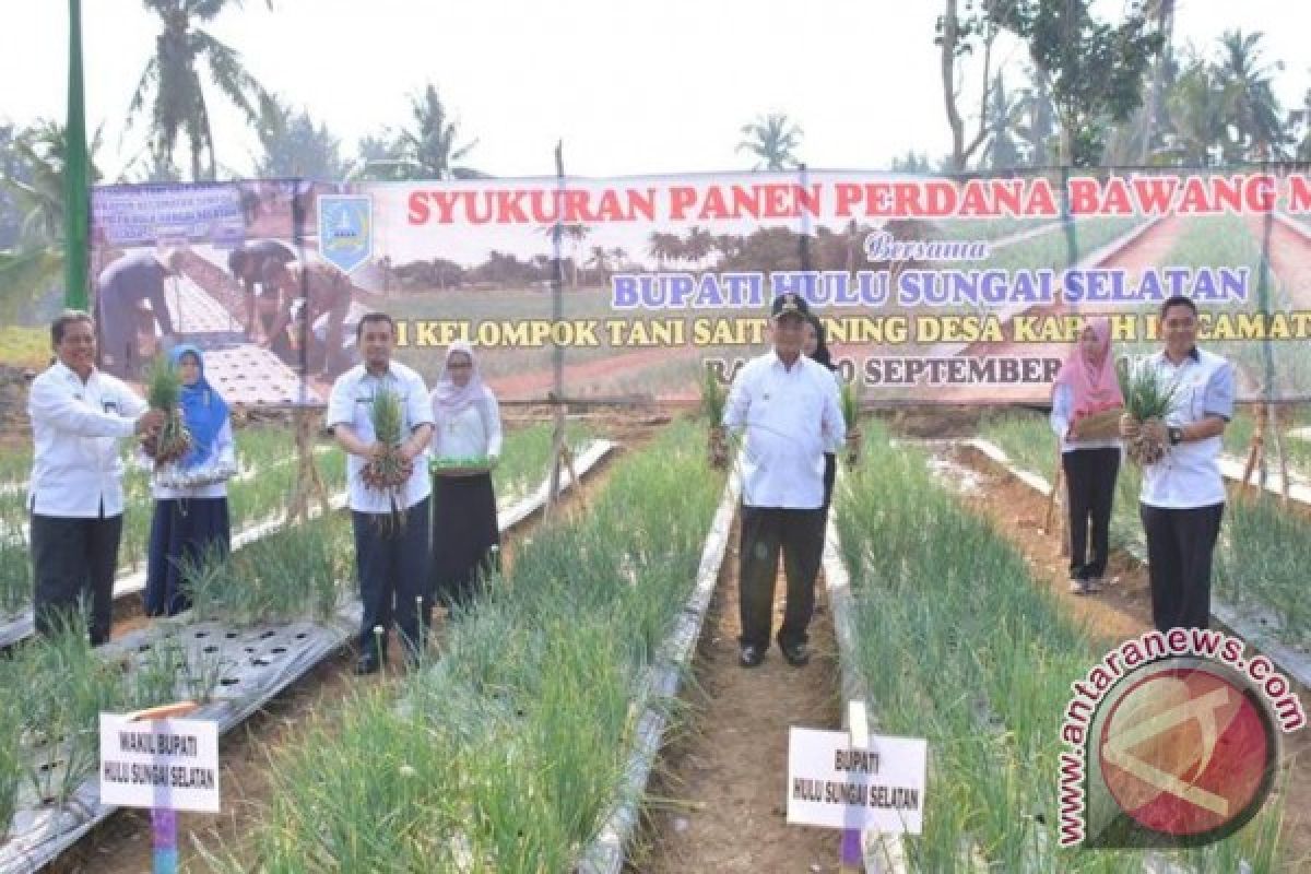 Poktan Sait Kuning Syukuran Panen Perdana Bawang Merah