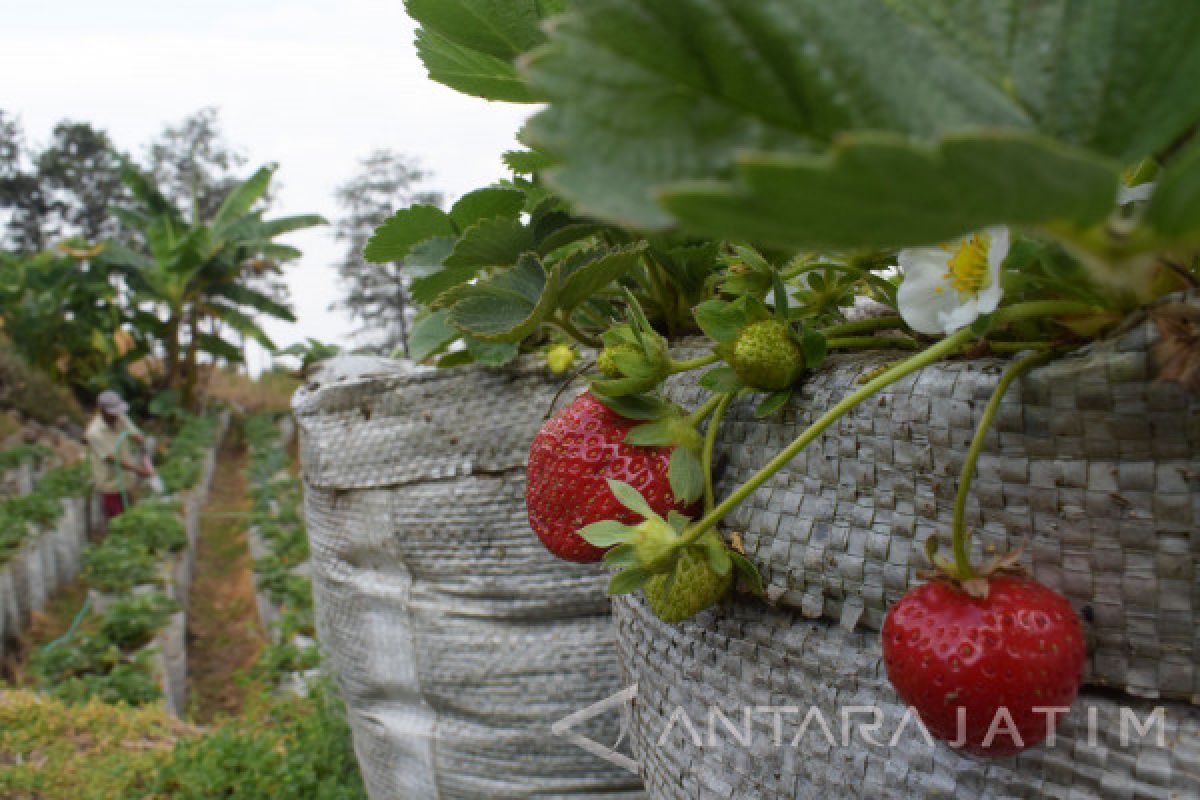 Kebutuhan Air Tanaman Strawberry di Magetan Meningkat