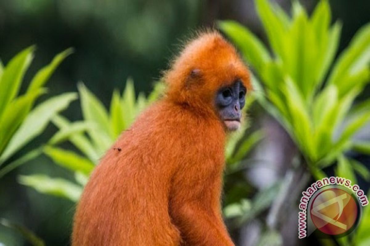 Ekspedisi Melingai Temukan Hewan Langka Lutung Merah