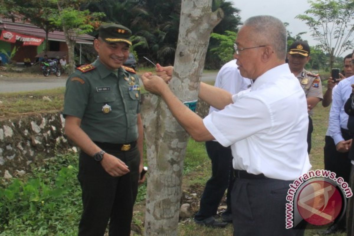 Pohon-Pohon Angsana Teduhi Jalan Lingkar Walangsi-Kapar