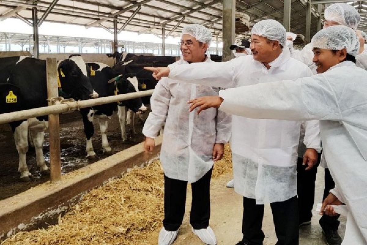 Kemitraan industri olahan susu pacu suplai bahan baku