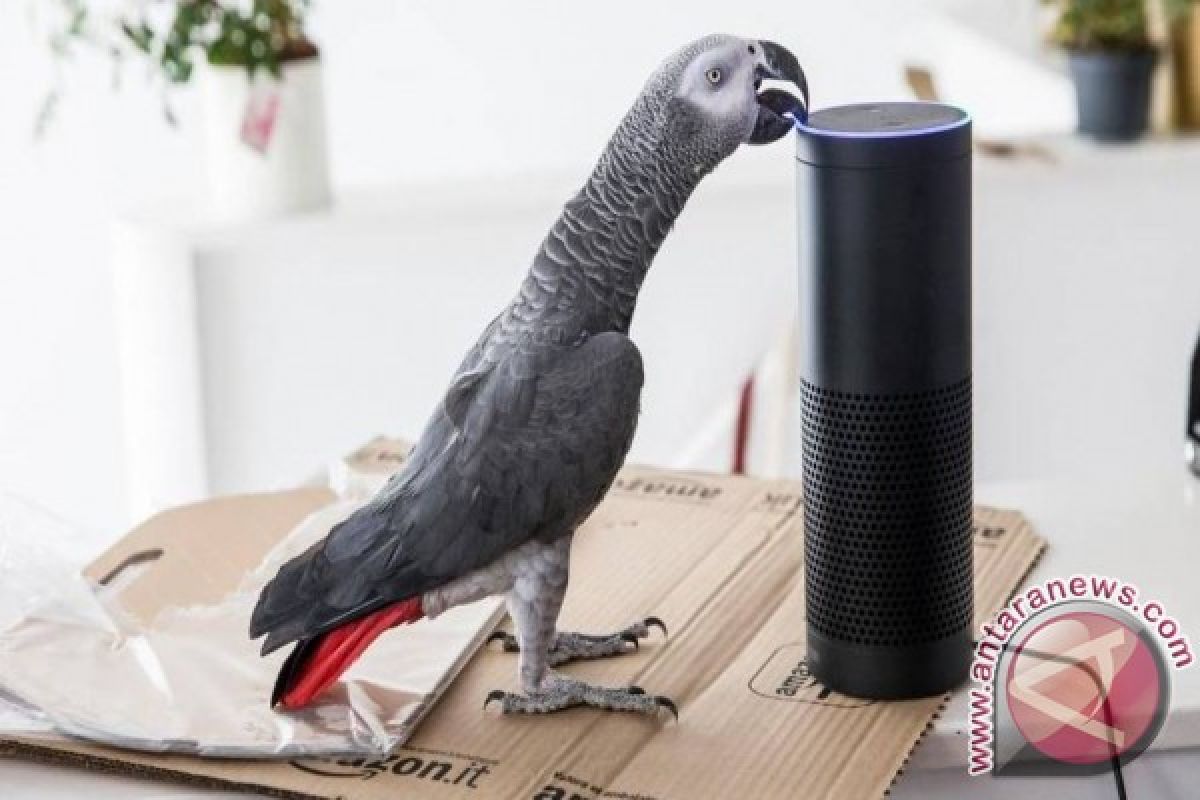 Burung beo di London berbelanja online dengan tiru suara pemilik