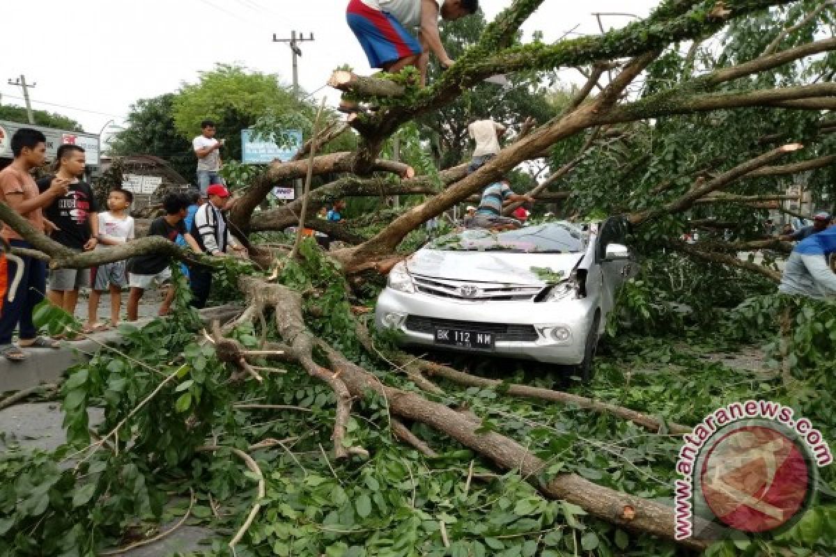 Avanza Rusak Tertimpa Pohon 