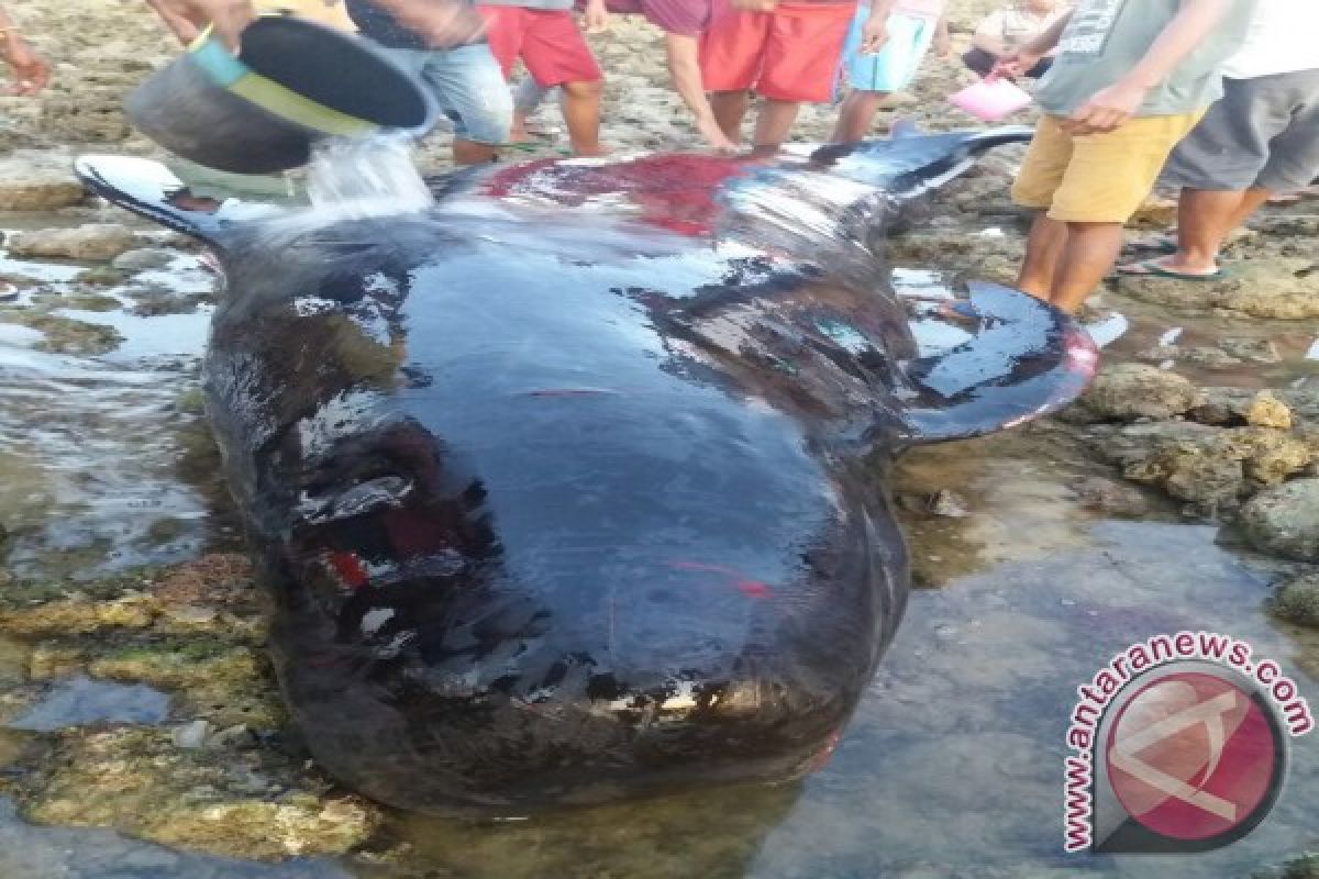 Seekor Paus Terdampar di Pulau Rote