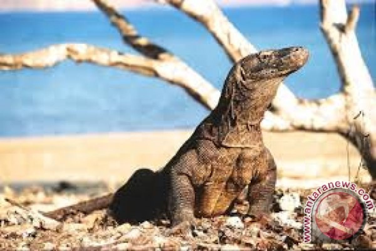 Komodo dragon park being renovated to receive IMF-WB meetings