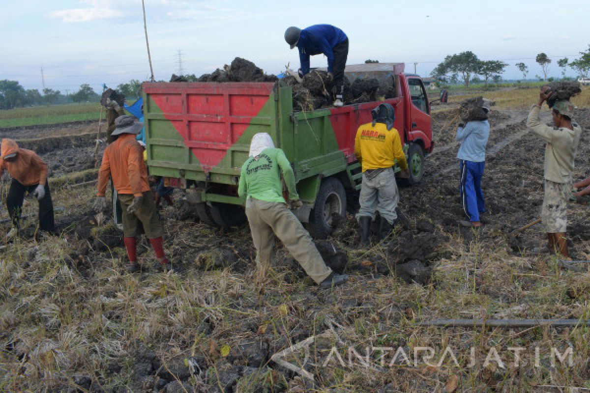 Warga Madiun Manfaatkan Lahan Sawah Kekeringan Untuk Uruk