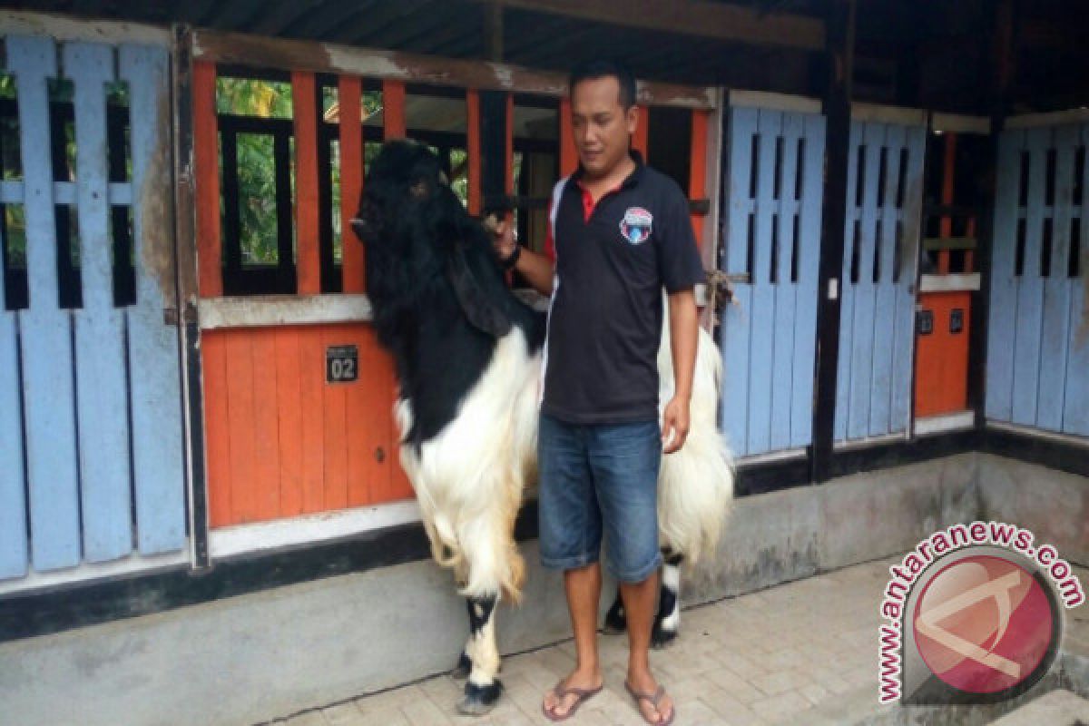 Pasar Pendem jadi pusat penjualan kambing Kaligesing