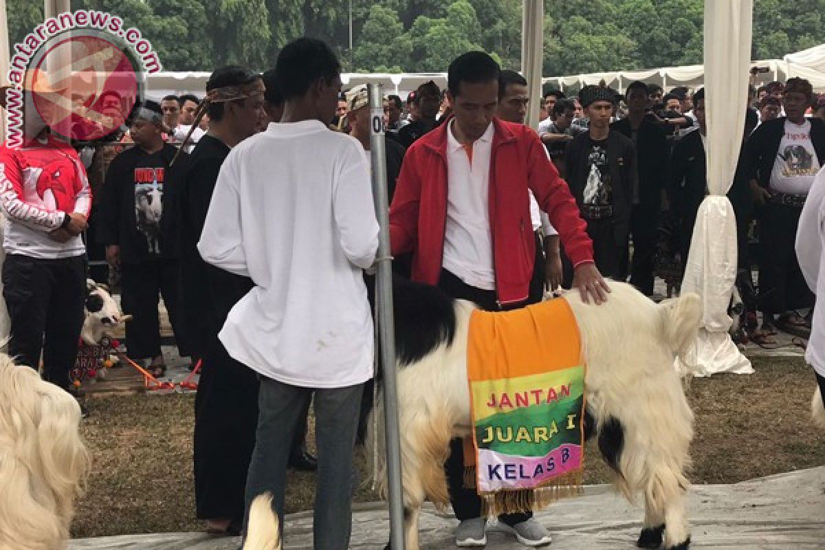 Presiden Jokowi pamerkan hasil beternak domba