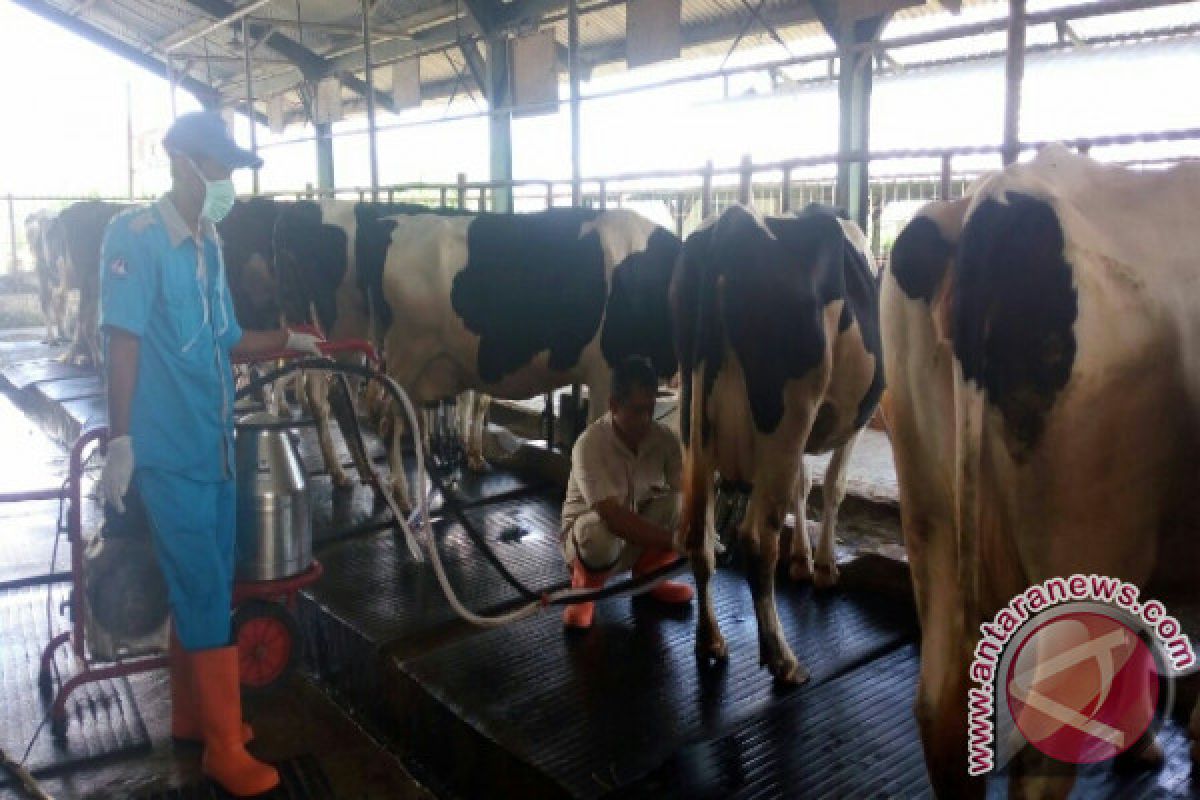 Program "IDEA" diharapkan meningkatkan produktivitas sapi perah