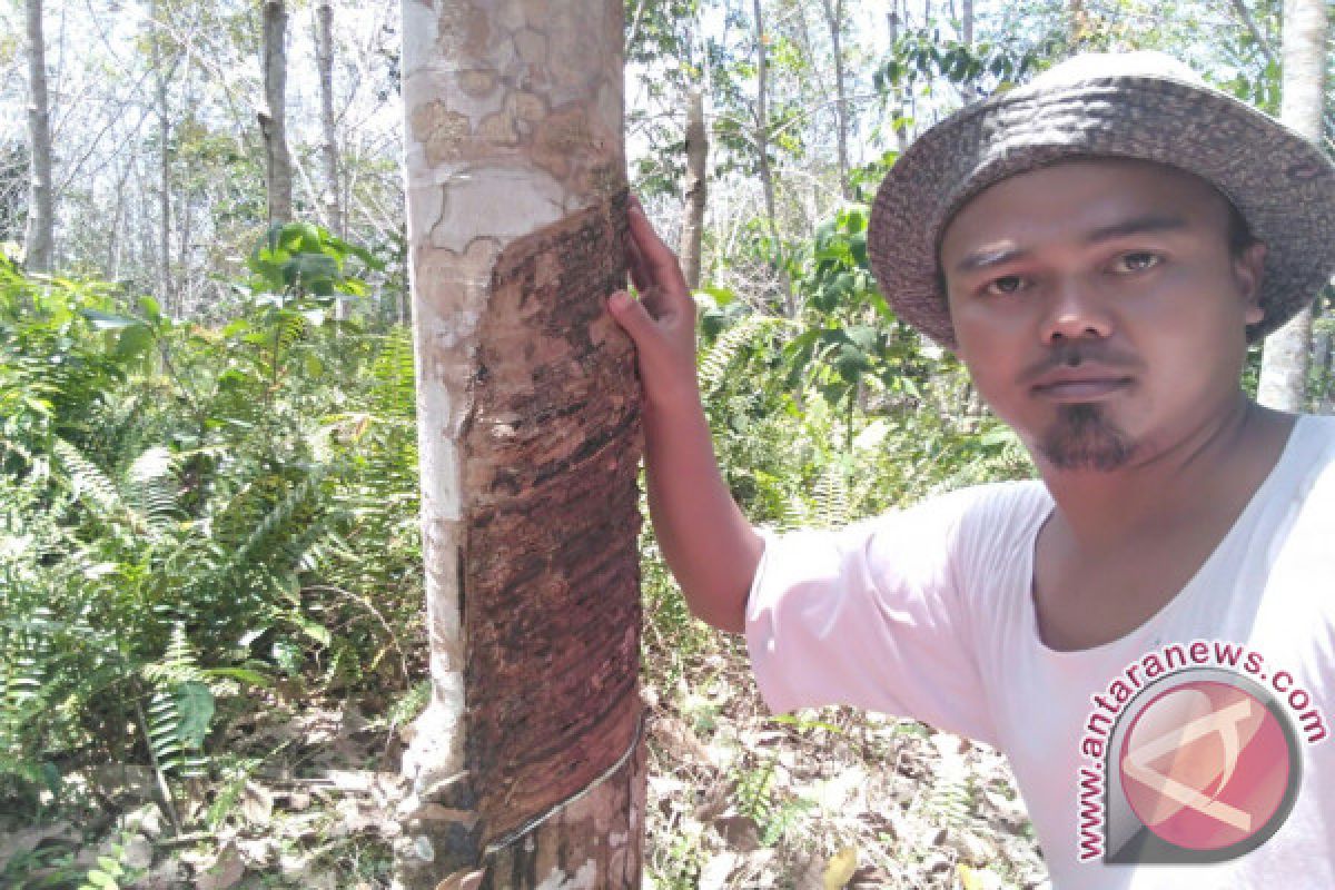 Petani Babel Imbau Pemda Perhatikan Harga Komoditas