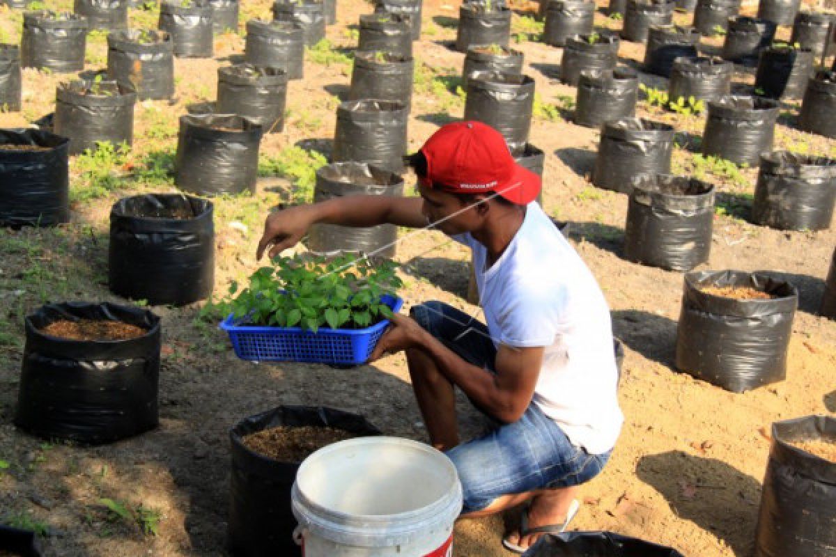 Dispantan Karimun perluas areal tanam tingkatkan produksi cabai