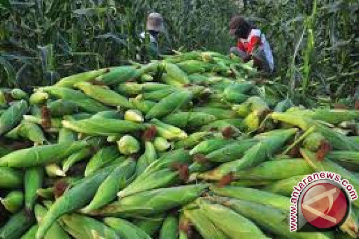 Produksi Jagung Konawe Selatan 49.328 Ton