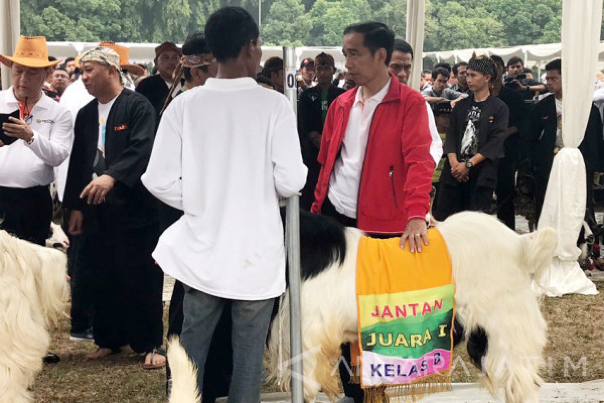 Jokowi ingin Industri Peternakan Dibangun secara Korporasi (Video)