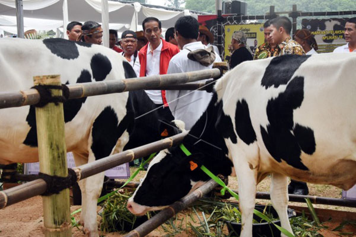 Presiden Jokowi Pamerkan Hasil Beternak Domba