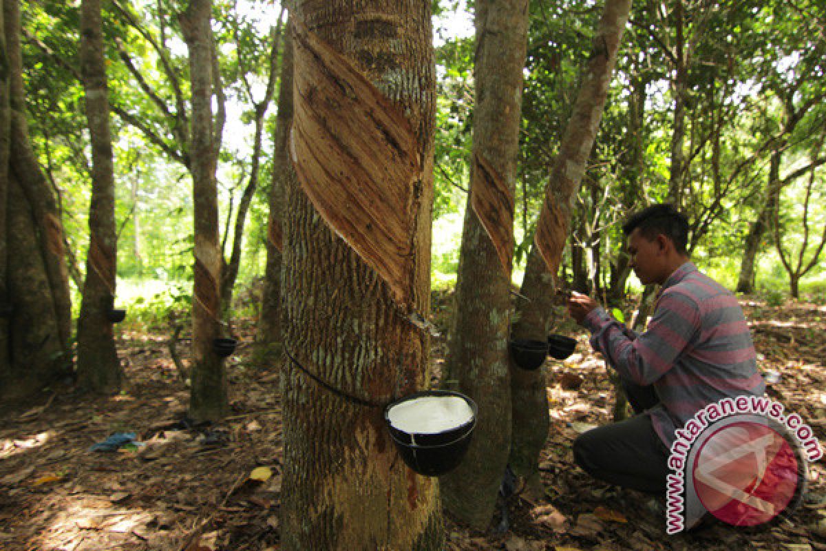 Petani karet kian terpuruk usai abu vulkanik