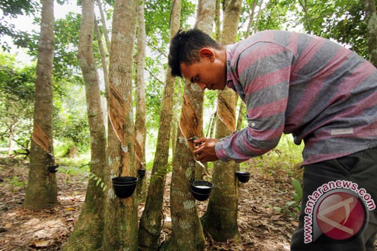 Harga karet naik menjadi Rp7.000