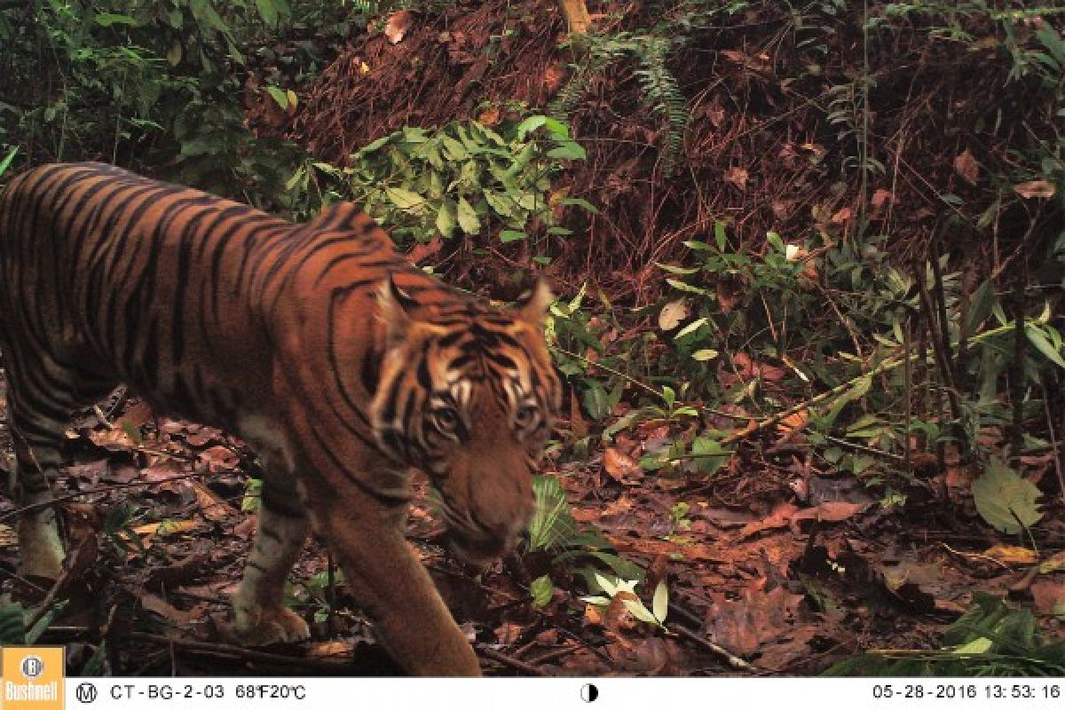 Warga Madina digigit harimau ketika memastikan ada siluman harimau berkepala manusia