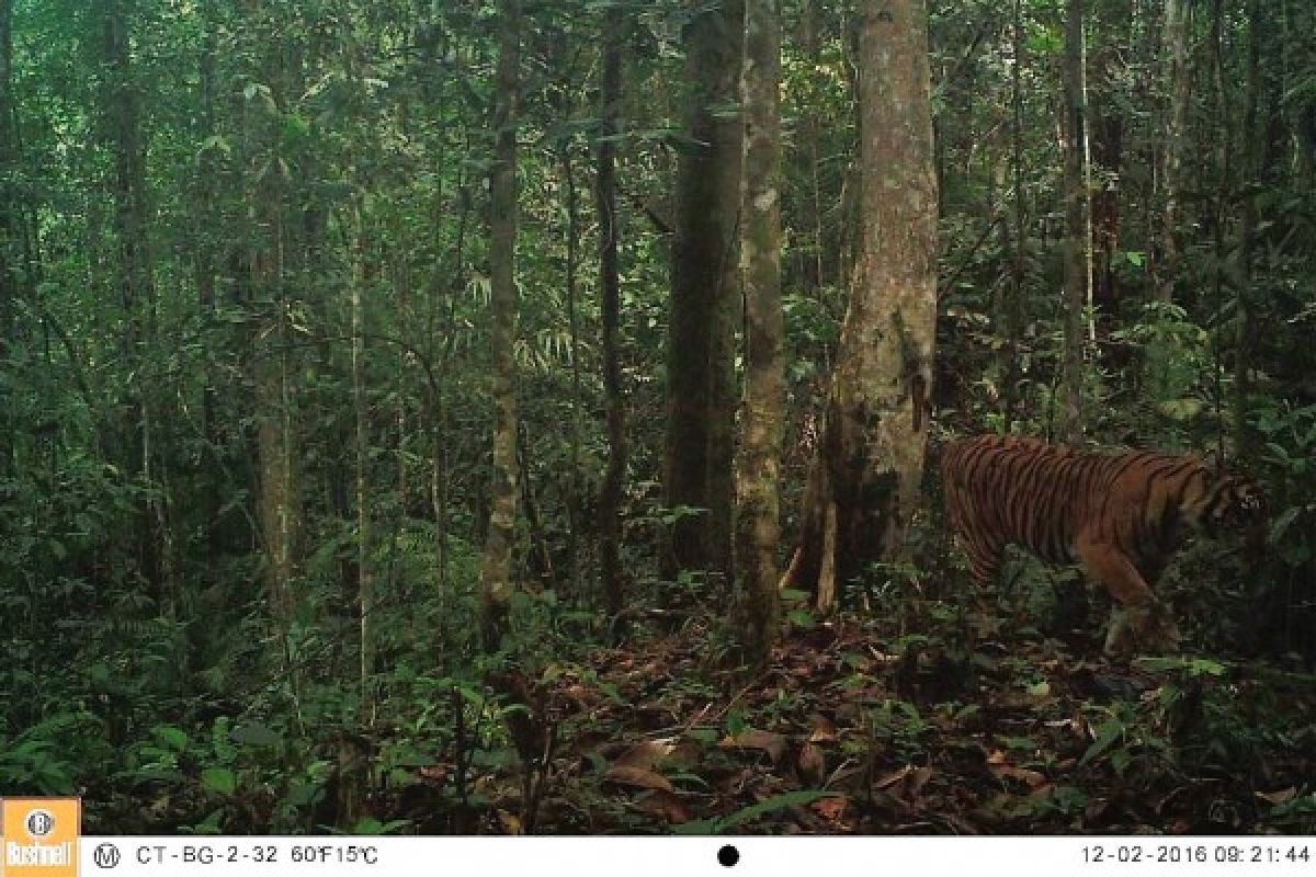 Harimau sumatra diperkirakan ada di Aek Nauli