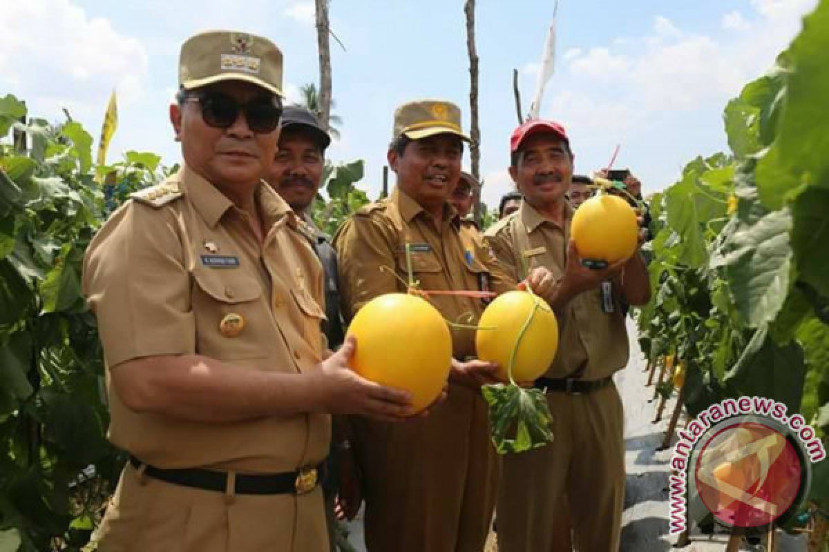 Bupati HSS Panen Bawang Merah, Melon dan Tomat