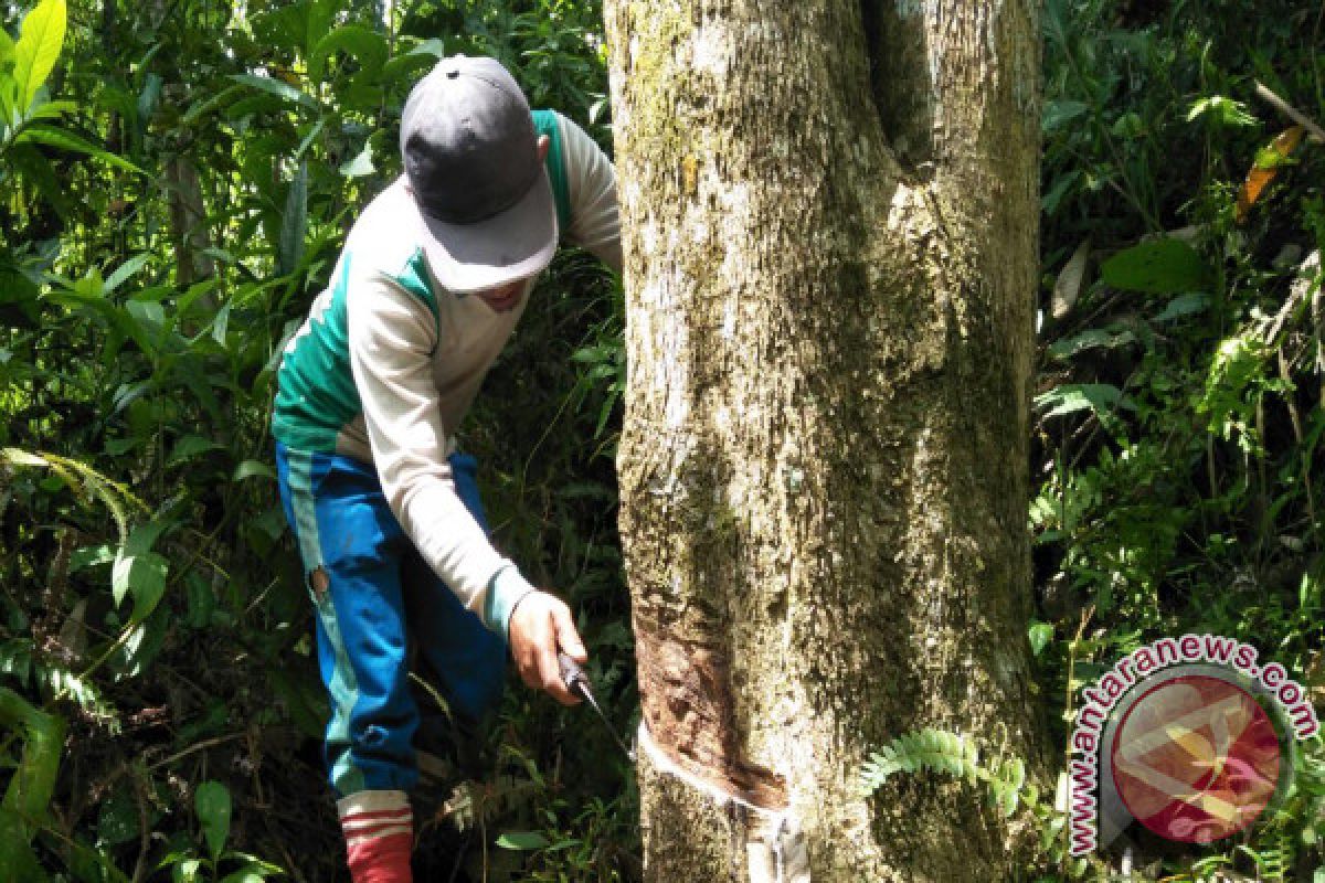 Padangpariaman Rubber Production Reaches 3.8 Thousand Tons a Year