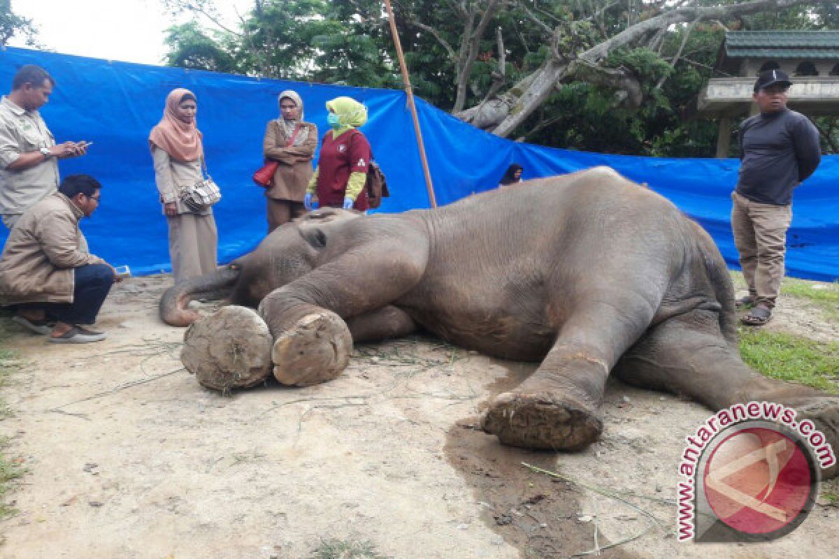 Seekor Gajah Koleksi TMSBK Bukittinggi Mati