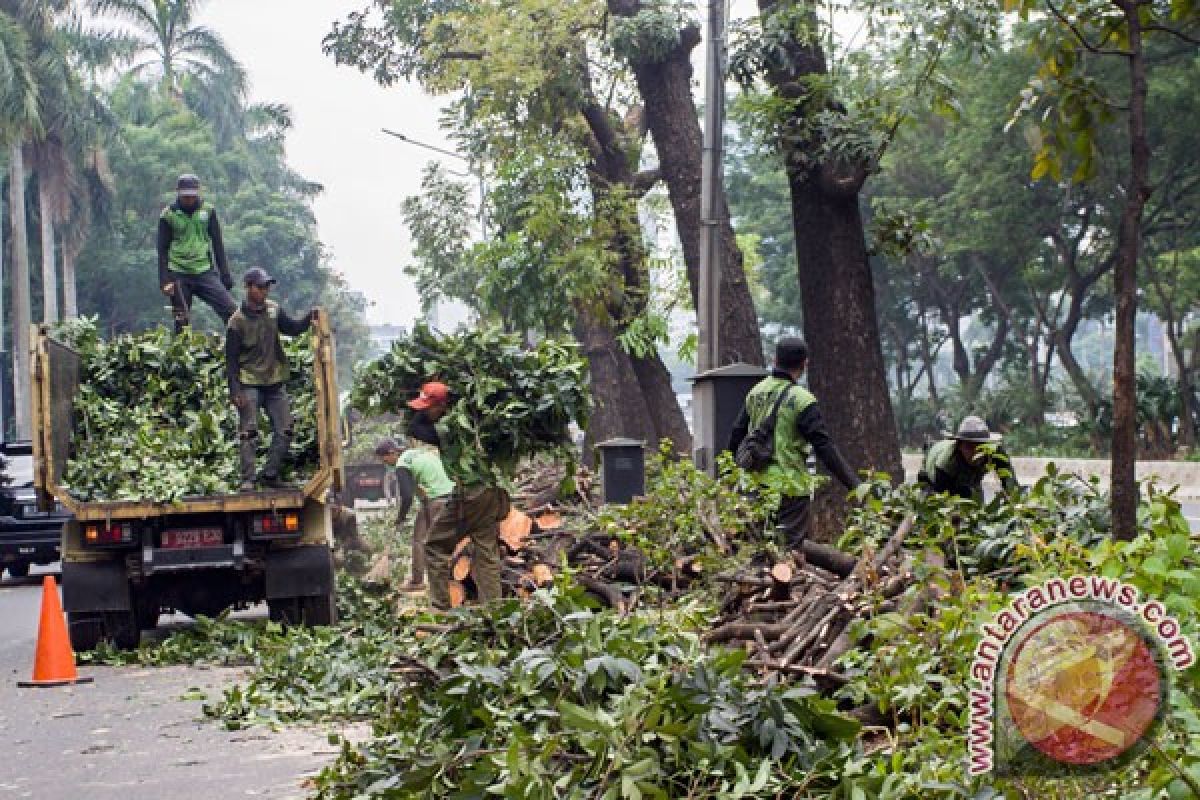 Jaktim intensifkan pemangkasan pohon antisipasi musim hujan