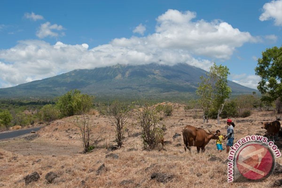 Klungkung tampung ratusan sapi pengungsi Gunung Agung