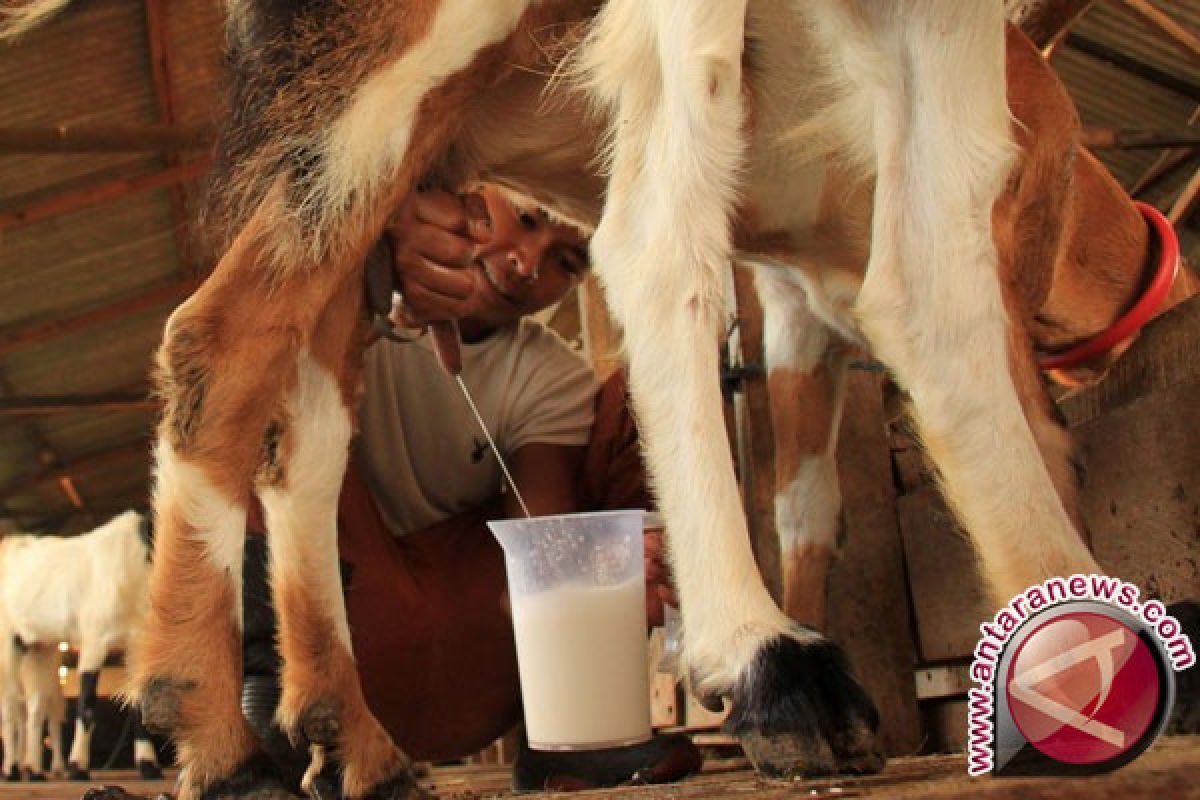 Minum Susu Kambing Untuk Kesehatan