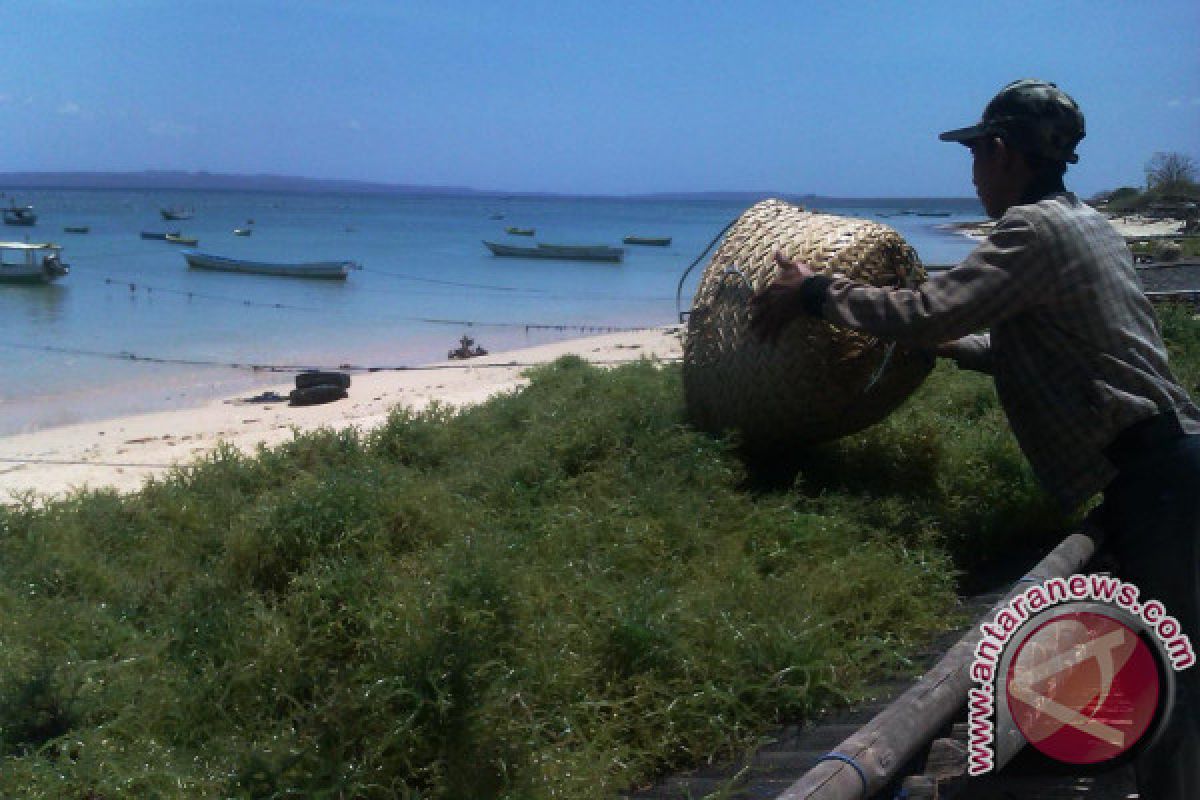 Budidaya Rumput Laut di NTT Cukup Besar 