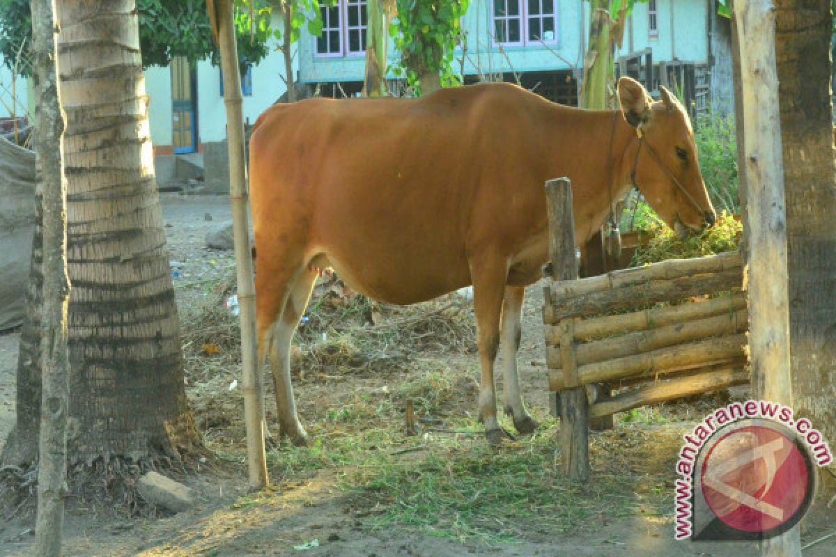 Kontes sapi digelar Pemkab Siak