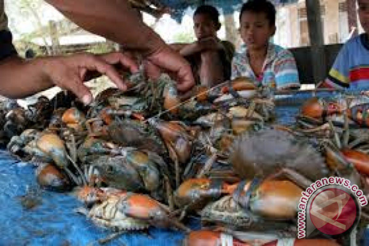 Produksi kepiting bakau Kendari capai 40 ton/tahun