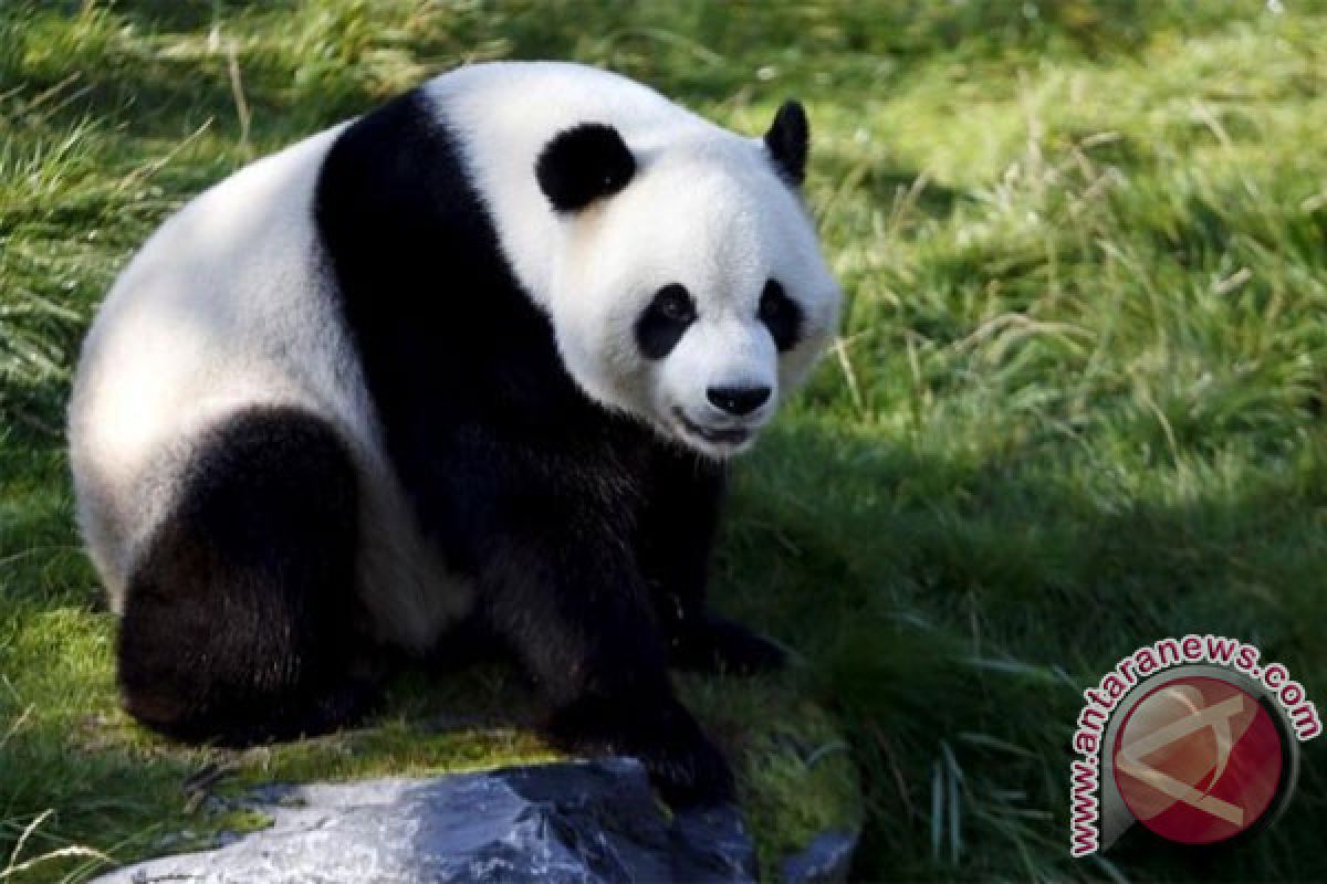 Panda Cai Tao-Hu Chun dikarantina di TSI