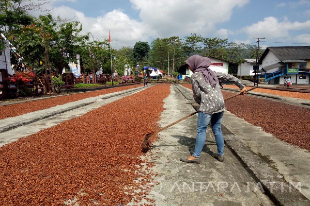 Mengenal Dusun Kakao Banyuwangi