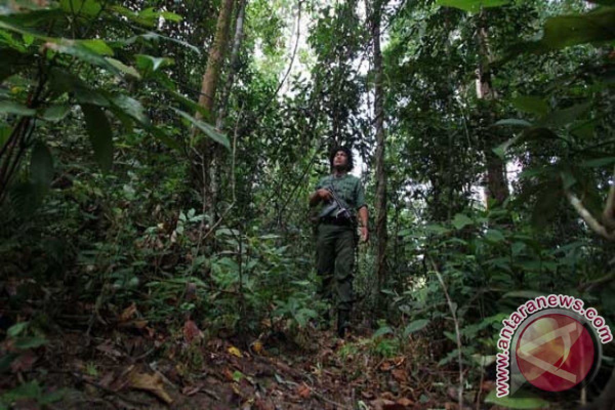 BPBD Pasaman Masih Mencari Petani Nilam yang Hilang di Hutan Malampah