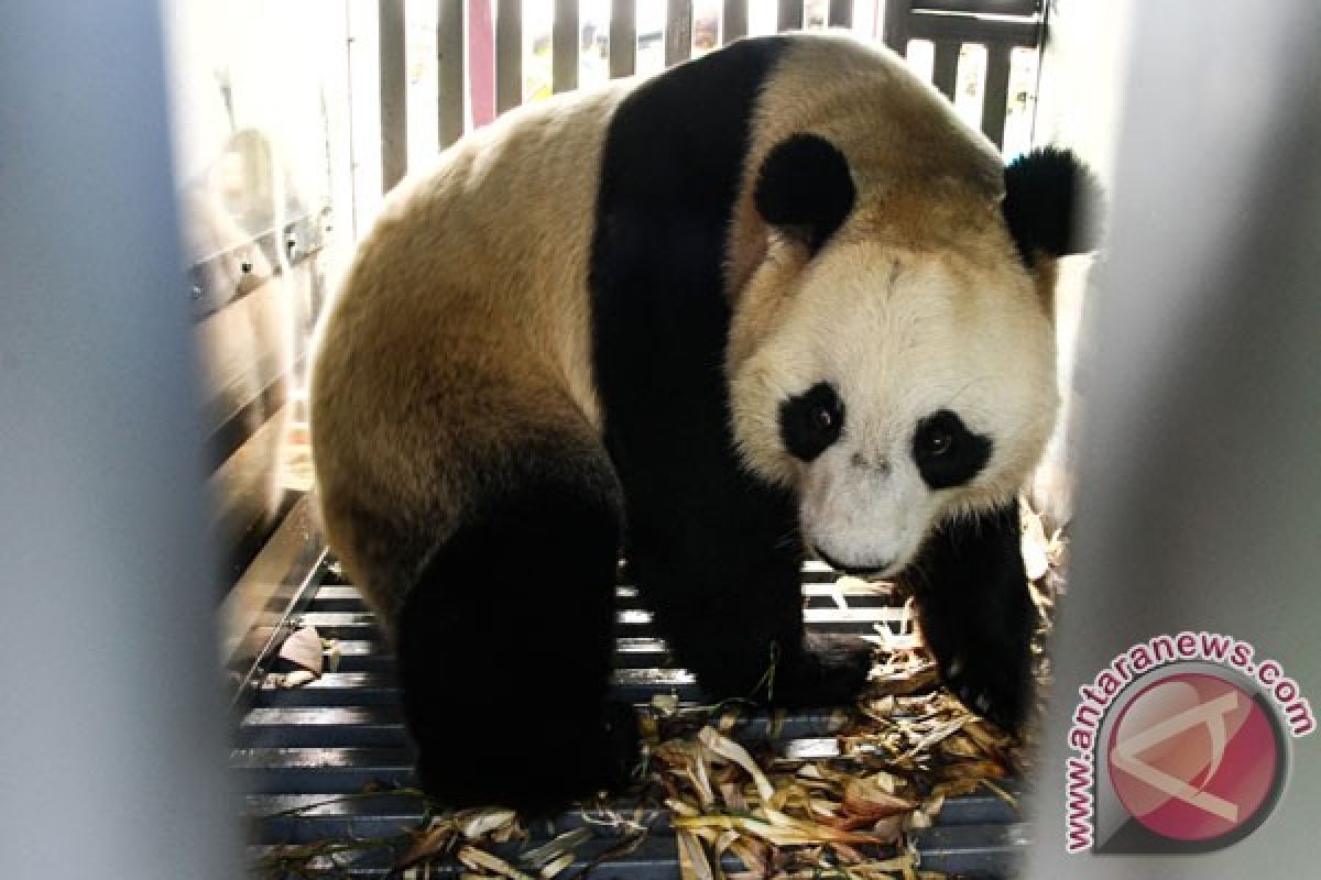 Panda raksasa TSI makin diminati pengunjung