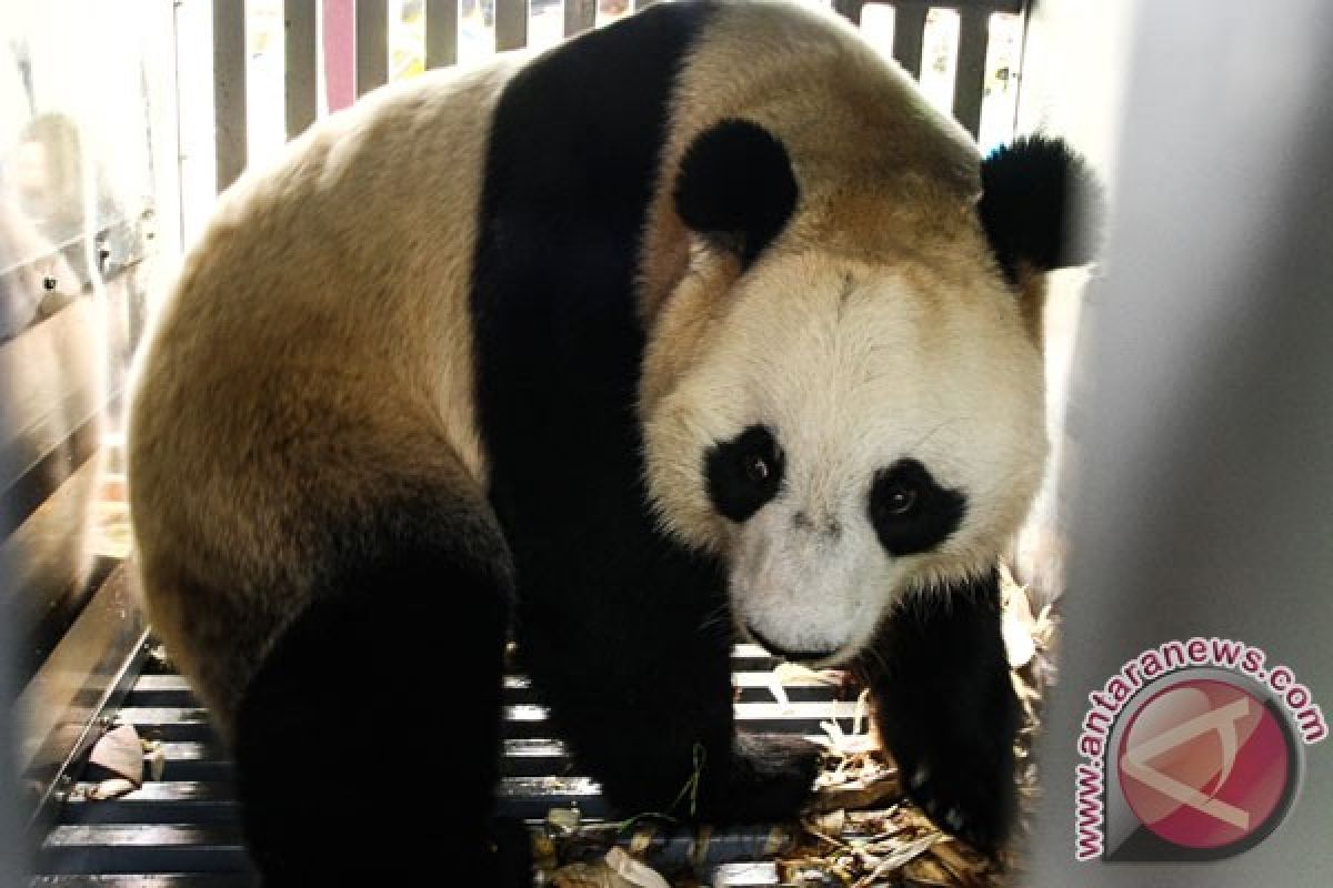 Panda di kebun binatang Malaysia lahirkan anak betina