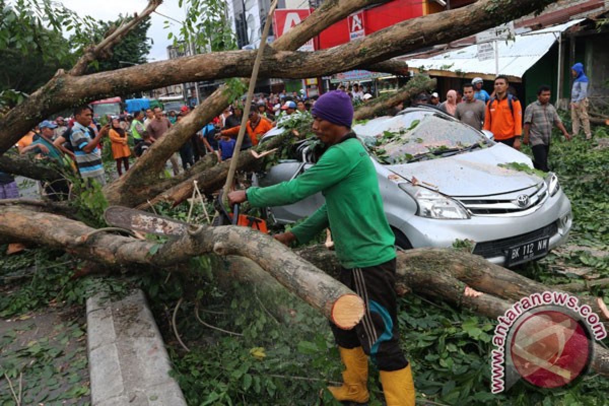 Pohon tumbang timpa mobil di Tulungagung