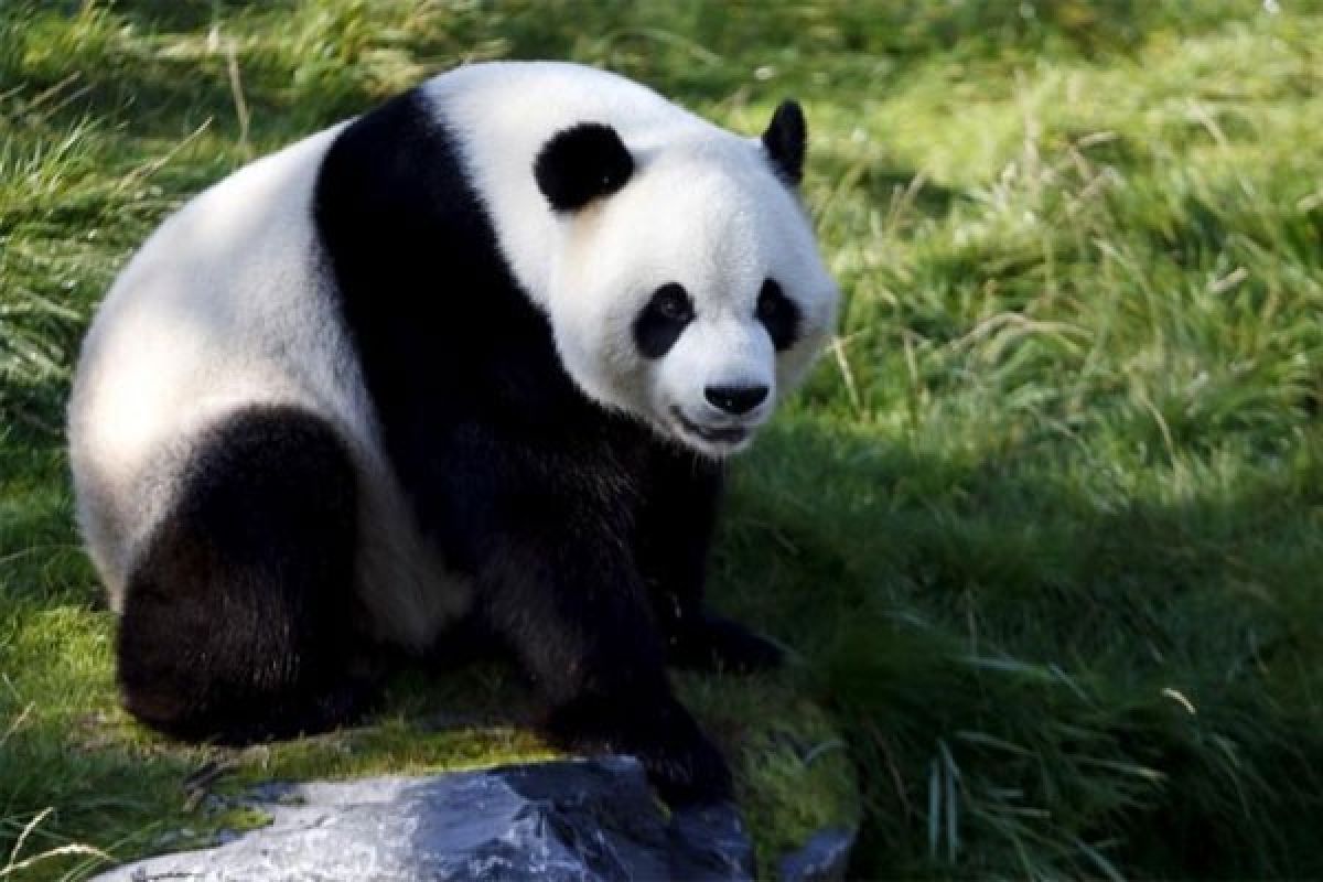 Tiongkok bangun taman nasional untuk panda raksasa