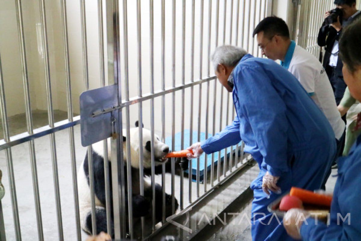 Panda Raksasa Naik Garuda dari Chengdu ke Jakarta